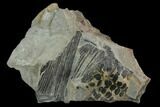 Pennsylvanian Fossil Fern (Sphenopteris) Plate - Kentucky #126216-1